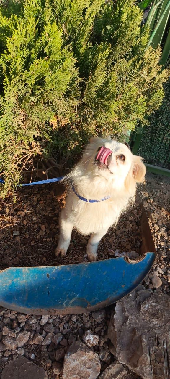 Cooki, un simil volpino allegro e giocherellone Foto 8
